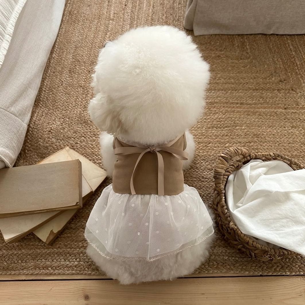 Spring and Summer Pet Lace Cam - đánh giá và giá Lace Teddy Lingerie